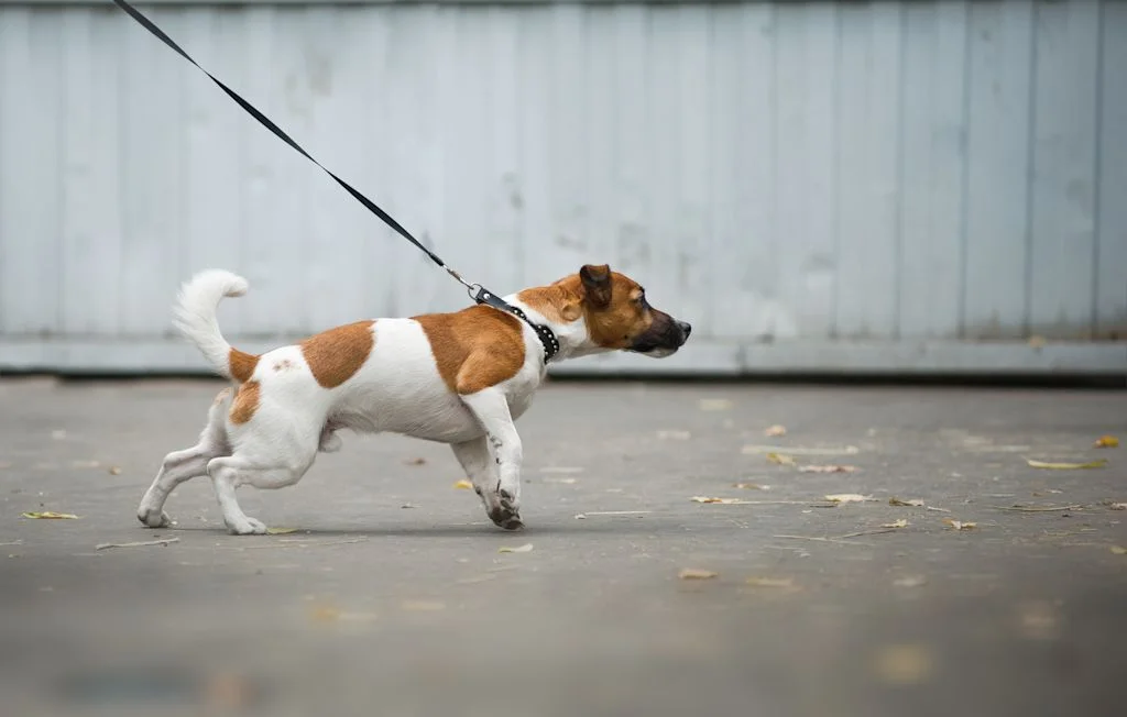 chien qui tire en laisse