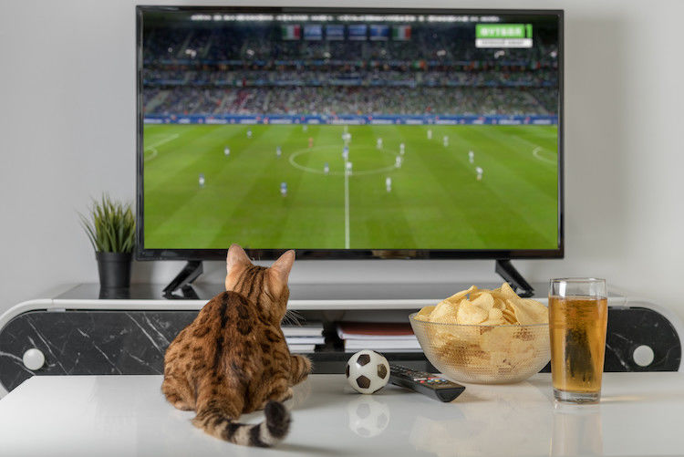 Vision du chat : TV, vidéo, ordinateur… ce qu&rsquo;il perçoit