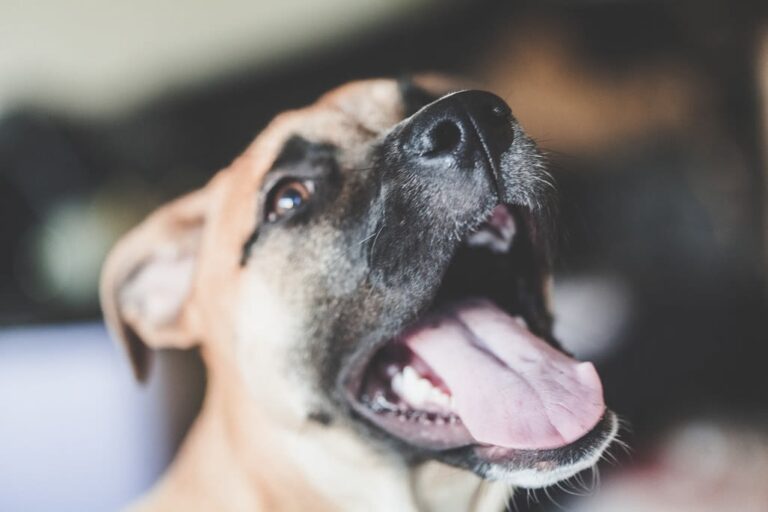 Le reverse sneezing chez le chien