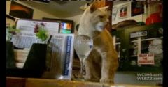 Alaska : un chat élu maire !