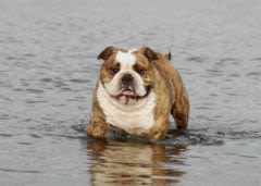 Chien à la plage : quelques conseils