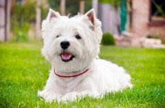 Le chien a-t-il un sixième sens ?
