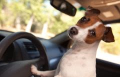Le chien pollue-t-il davantage qu’un véhicule 4×4 ?