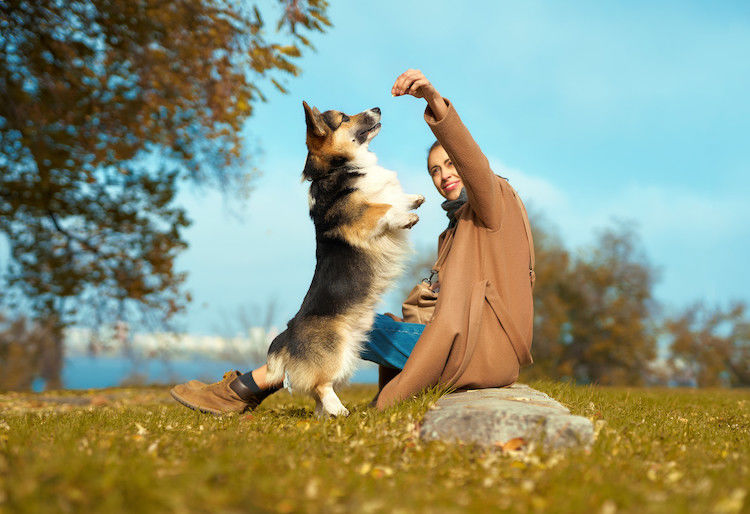 Éducation du chien  : adoptez la «positive méthode »