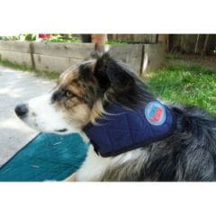 Des tapis et colliers rafraîchissants pour chien