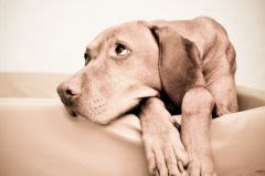Arthrose chez le chien : un laboratoire repart en campagne