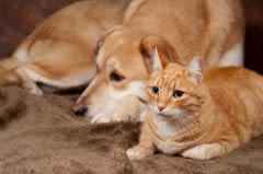En automne avec le chien et le chat : ce qu&rsquo;il faut retenir
