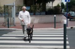 Chiens guides : une Semaine et un N° Vert pour tout savoir