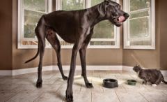 Dogue allemand : un chien entre au Livre des records