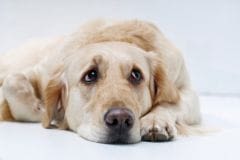 L&rsquo;anxiété de séparation : un trouble chez le chien