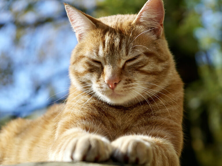 Heure d’hiver : chiens et chats y sont-ils sensibles ?