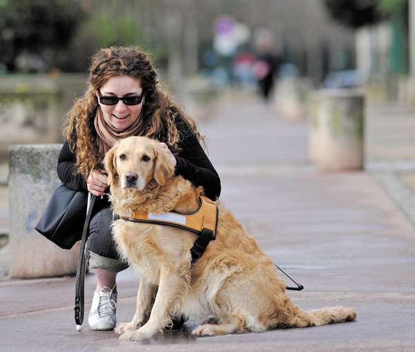 Chiens guides d’aveugles : une première semaine encourageante