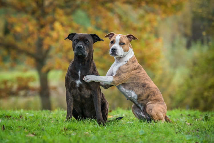 Morsures : des statistiques dédouanant les chiens dangereux
