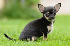 Chiens de petite taille : le revers de la médaille