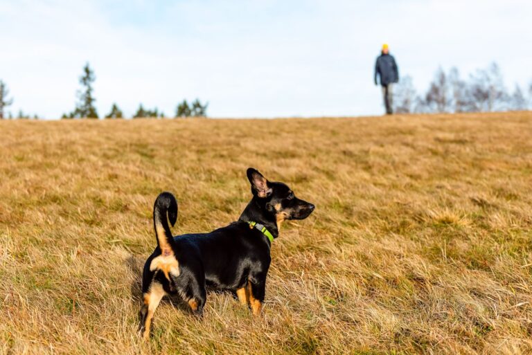Chiens errants : la traque est ouverte en Russie