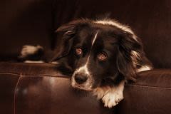 Allergies chien et chat : le risque des produits chinois