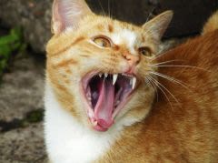 Stress du chat : repérer les manifestations et y remédier