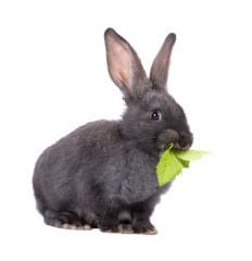 Lapin : attention à l’excès de poids