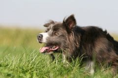 Chiens paralysés : des cellules souches les soigner