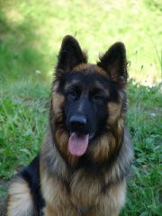 Berger allemand à poil long : un chien désormais reconnu