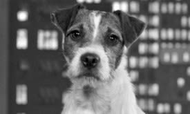 Uggie, The Artist : un chien publie ses mémoires