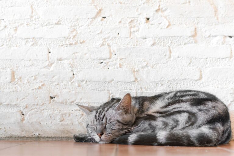 Phéromones naturelles : lutter contre les troubles du chat