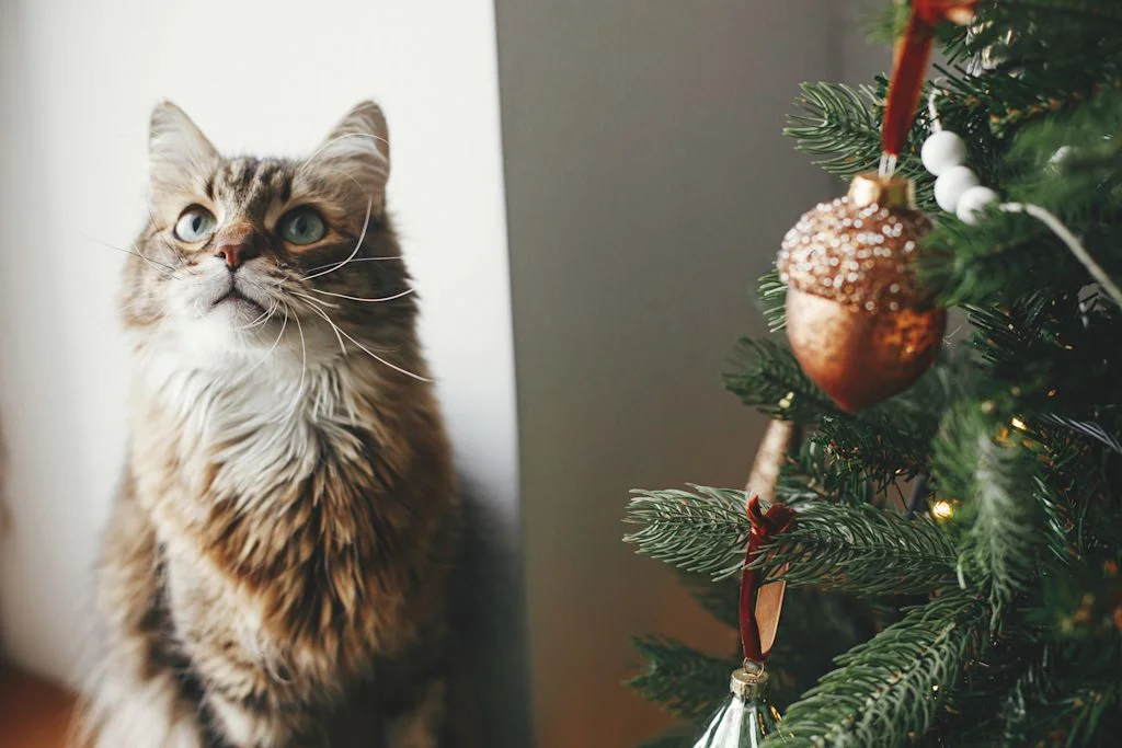 Chat et sapin