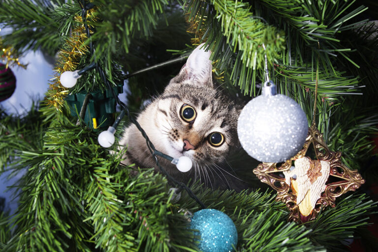 Le sapin de Noël : sans danger ou toxique pour les chats ?