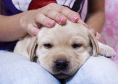 Morsures chez le chiot : lui apprendre à se contrôler