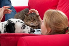 Cadeaux : chiens et chats ont désormais leur Box !