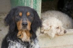 Plus 300 chiots saisis chez un éleveur pour mauvais traitements