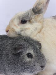 La cohabitation chez le lapin de compagnie