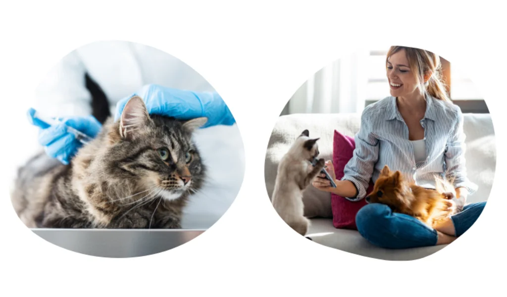 comment fonctionne une assurance sant&eacute; animale