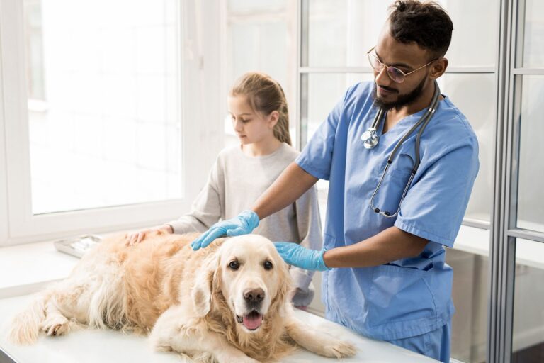Assurance santé animale : comprendre les contrats