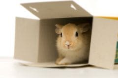 Il faut sortir le lapin de sa cage pour son bien-être