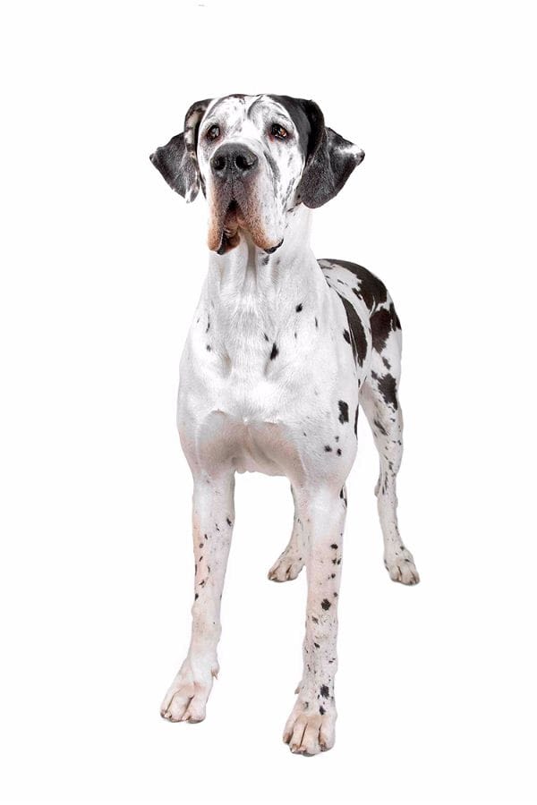 Chiens et records : plus grands, plus forts, plus rapides