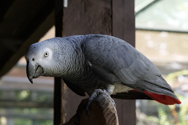Le Gris du Gabon : un perroquet très apprécié