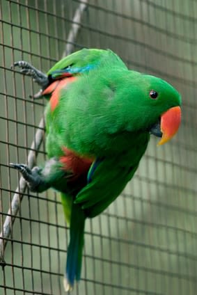 Eclectus : un perroquet indépendant