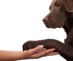 Grande-Bretagne  : un chien en salle d’accouchement