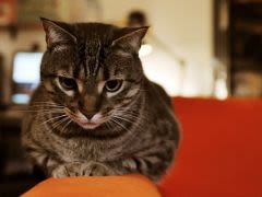 Gastro-entérite chez le chien et chat : quels risques ?