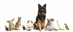 Identification : chiens, chats et furets sont à l’I-Cad