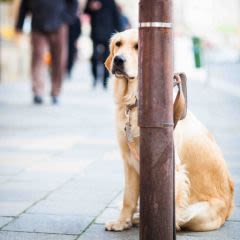 Chien électrocuté : une plaque dégout fait une victime