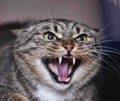 Chats : des serial-killers aux Etats-Unis !