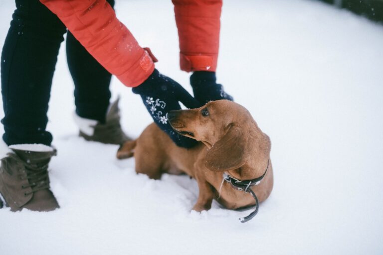 Peut-on vraiment partir au ski avec son chien ?
