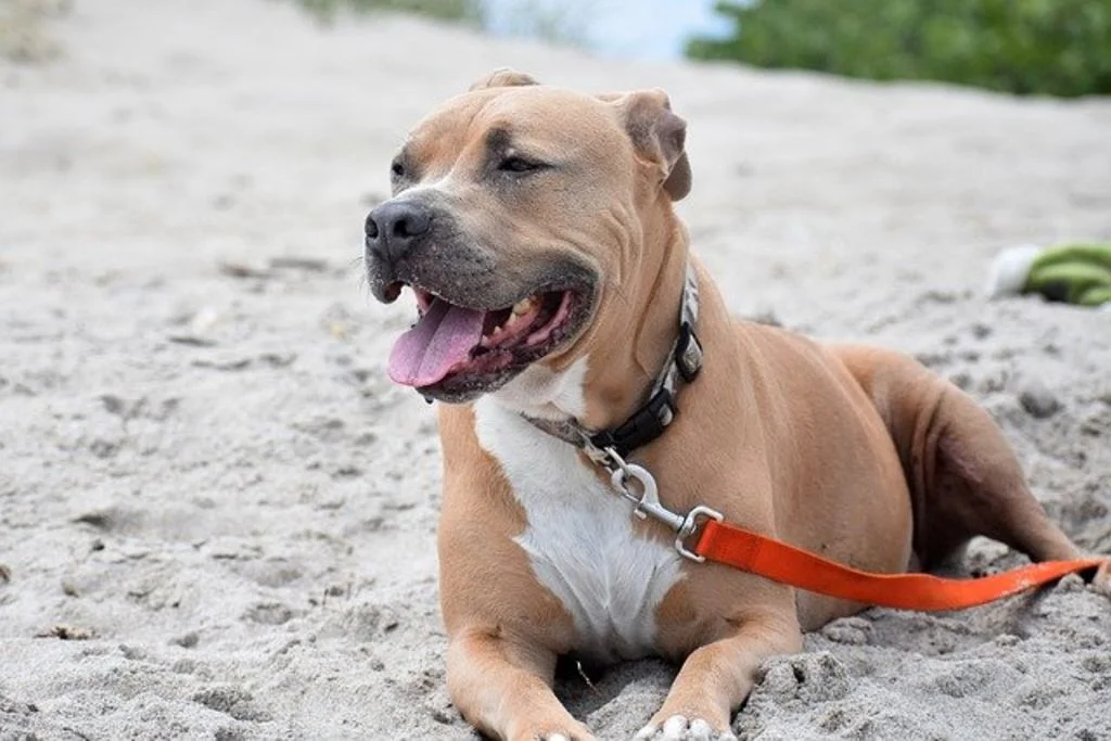 chien pitbull