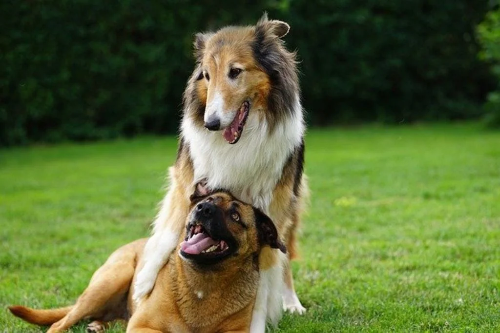 chien qui chevauche