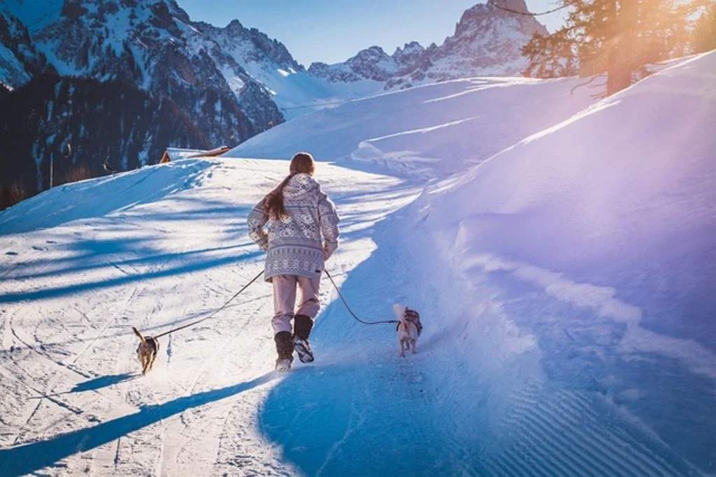 Chien au ski