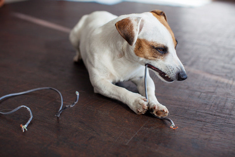 Électrocution chez le chien, comment réagir