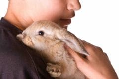 Un site pour le lapin de compagnie, sa santé et bien-être
