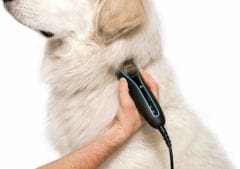 Toilettage du chien : des tondeuses pour professionnels